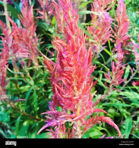 Celosia Flower Exotic Celosia Hi Res Stock Photography And Images Alamy