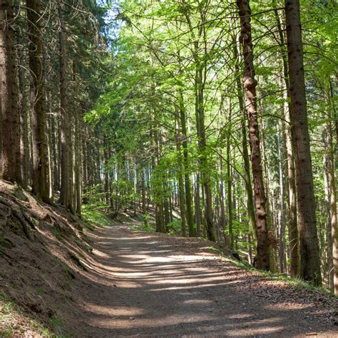 Лес в Harz Германии стоковое изображение. изображение насчитывающей ...