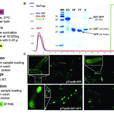 | GFP expression in E. coli. (A) Purification workflow of GST fusion ...