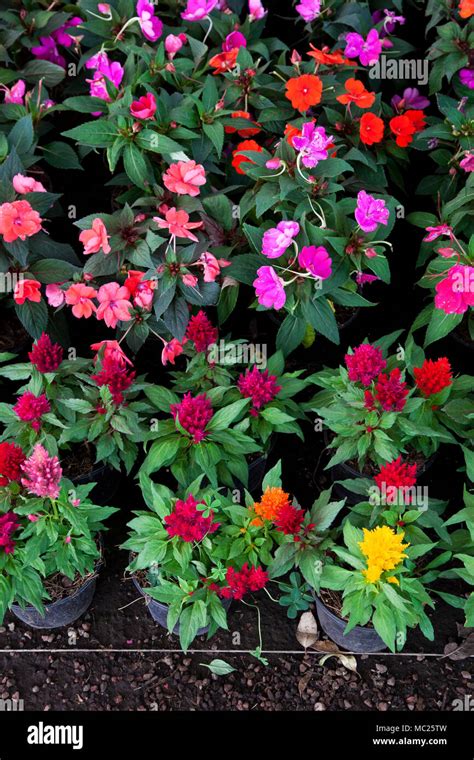 Flowers from the gardens at Xochimilco. Mexico City, Mexico Stock Photo ...