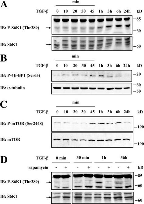 Tgf Induces Mtor S K And E Bp Phosphorylation Ac Nmumg Cells