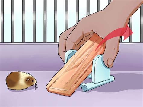 How to Take Care of a Found Injured Hamster: 14 Steps