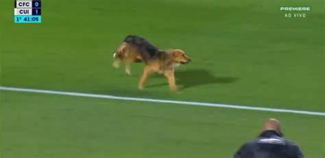 Cachorro Invade O Campo Dribla Jogadores E Paralisa Jogo Veja V Deo