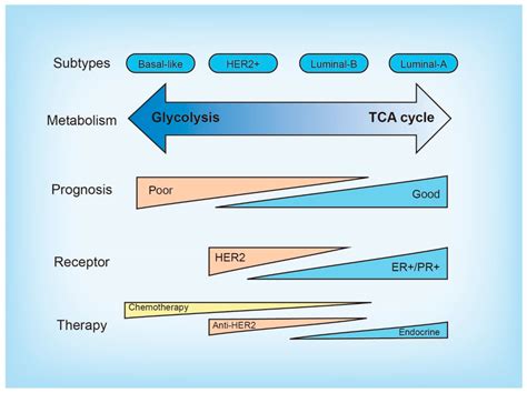 Characteristics Of Breast Cancer Subtypes Different Subtypes Of Breast