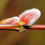 How To Grow And Care For Pussy Willow Gardeners Path