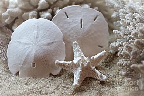 Sand Dollars And Starfish Photograph By Vivienne Photography