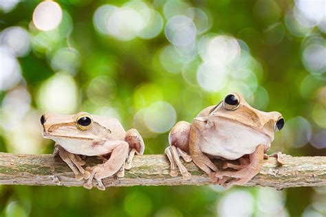 Everything You Ever Wanted To Know About Frog Sex But Were Afraid To