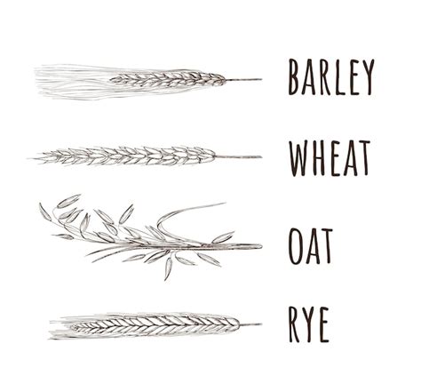 premium vector spikelet oat wheat rye barley hand drawing vector