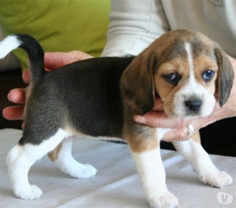 A Donner Superbe Chiot Beagle Femelle A Donner Joomilch