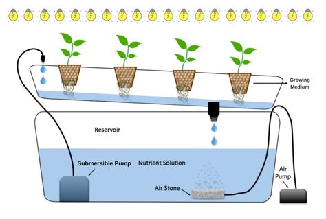 Diagrams Of Water Culture Hydroponic Grow Systems The Main M