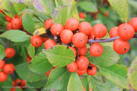 Winterberry Holly Care | Plant Addicts