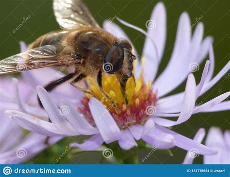 Macro Close Up of Bee on a Flower Collecting Pollen Photo Taken in the ...