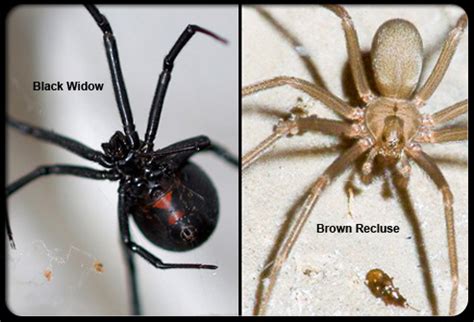 Brown Recluse Or Black Widow Which Spider Should You Fear More