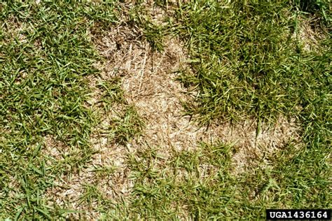 centipede grass (Genus Eremochloa Büse)