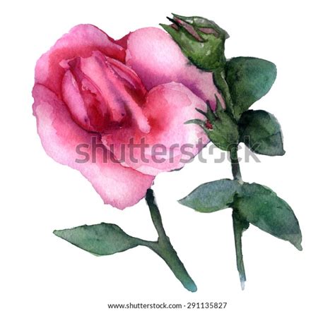 Watercolor Sketch Pink Rose Bud On Ilustrações Stock 291135827