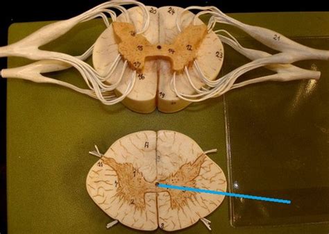 Spinal Cord And Spinal Cord Cross Section Flashcards Quizlet