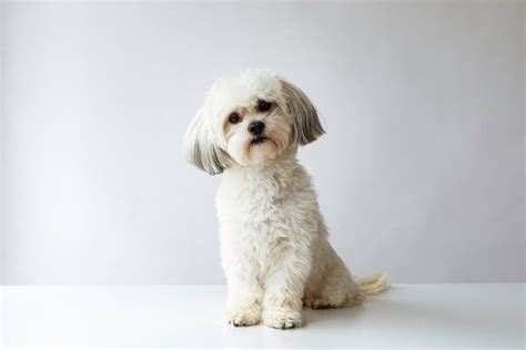 Best Shih Tzu Hair Cutting And Grooming At Home - Snouters