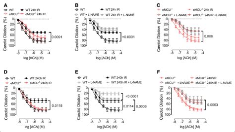 In Ex Vivo Mouse Carotid Arteries Endothelium Specific Deletion Of MCU