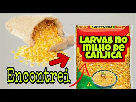 Encontrei Larvas No Milho De Canjica Lendo Comentarios Do Video