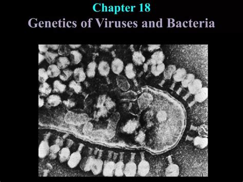 Ppt Chapter 18 Genetics Of Viruses And Bacteria Powerpoint