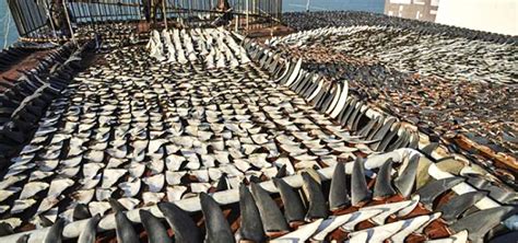 What is Shark Finning? – Stop Shark Finning