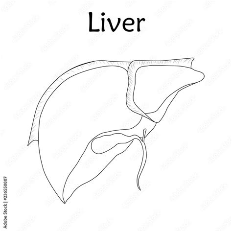 Liver Diagram Black And White