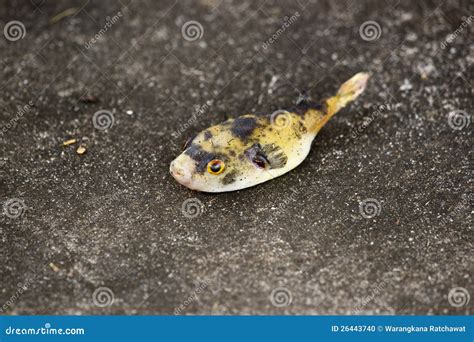 Globefish stock photo. Image of white, swimming, spiny - 26443740