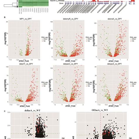 Differential Open Chromatin Accessibility Analysis Of Asperigllus A