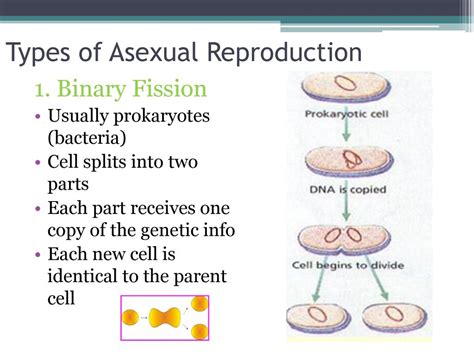 Centromere Chromatid And Dna Ppt Download