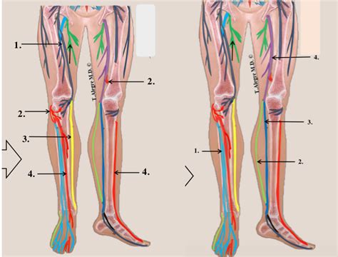 2401 Lab 4 Spinal Nerves Lower Extremities View Diagram Quizlet