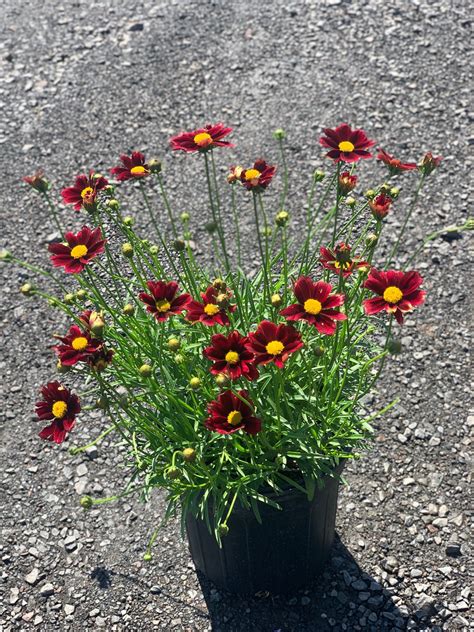 Coreopsis x ‘Li’l Bang Red Eld’; Li’l Bang Red Elf Tickseed – Feeney's