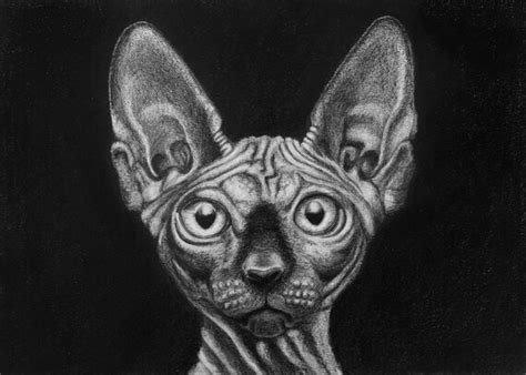 Items Similar To Digital Download Sphynx Cat Pencil Drawing Print Cat