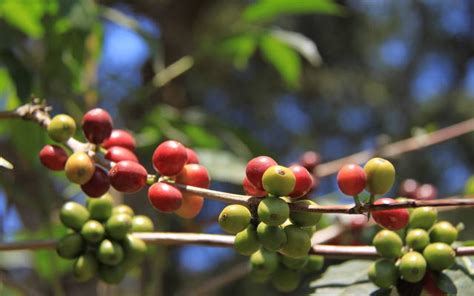 Arusha Tanzania Coffee Farm Tour Coffee Farm Farm Tour Tanzania