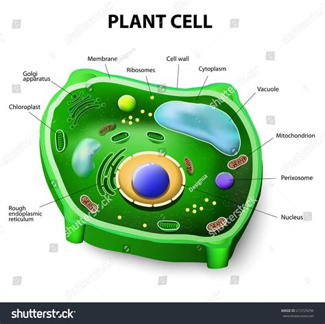 Plant Cell Structure Stock Photo 215729296 : Shutterstock