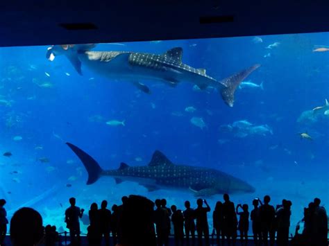 Okinawa Churaumi Aquarium – Highlight Finder