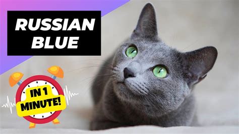 Russian Blue In 1 Minute 🐱 One Of The Most Expensive Cats In The