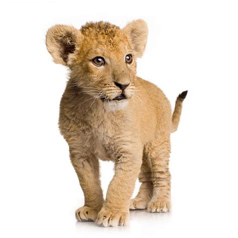 Lion Cub Stock Photos, Pictures & Royalty-Free Images - iStock