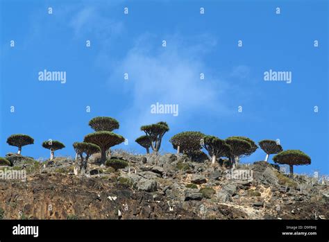 Socotra Insel Bäume Fotos Und Bildmaterial In Hoher Auflösung Alamy