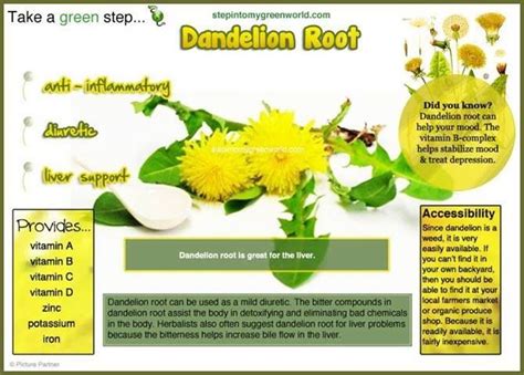 Dandelion Root benefits | Dandelion root, Vitamin b complex, Herbal ...