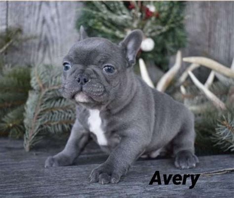 Avery Female French Bulldog Puppy