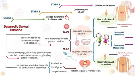 CUADRO SINÓPTICO DESARROLLO SEXUAL HUMANO