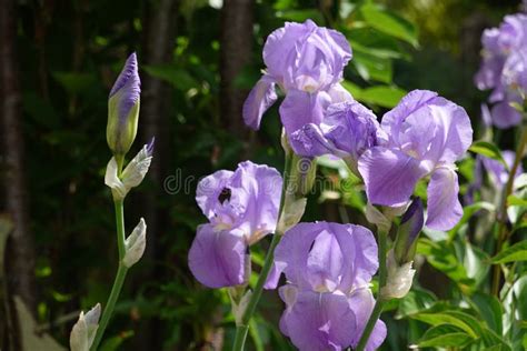 Purple Bearded Iris Germanica Flower Close Up, German Iris in the ...