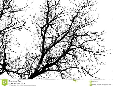 Naked Tree Branches On A White Background Stock Image Image Of Abstract Season 108086333