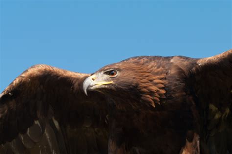 Golden Eagle Closeup Stock Photo - Download Image Now - Golden Eagle ...