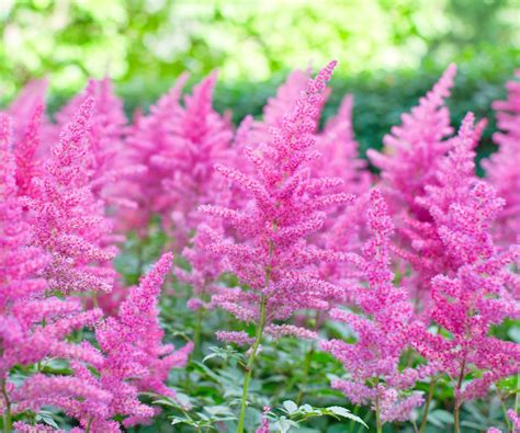 Ultimate Cottage Garden Plants For Shade And Partial Shade | Gardening