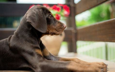 Son Los Dobermans Europeos Buenos Perros De Familia