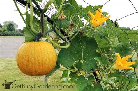 Squash Vines