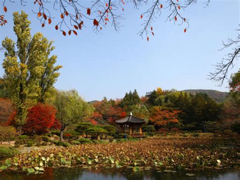 The Best Busan Autumn Foliage Spots Full Day Customized Tour Tours