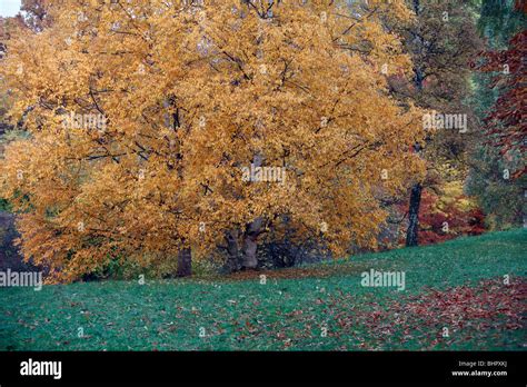 Silver Birch Tree Betula Pendula Showing Autumn Colour Germany