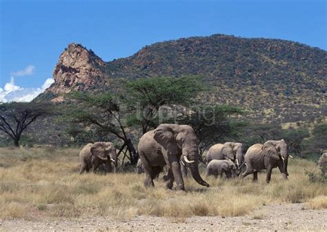 Free download | HD PNG elephant herd wallpaper background best stock ...